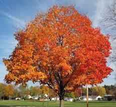 large shade tree (native) height at maturity: 60-75 feet spread at maturity: 40-50 feet growth rate: slow-medium light requirement: full sun/partial shade soil: deep, well-drained, acidic to slightly