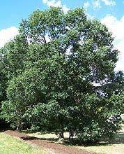 large shade tree (native) height at maturity: 50-60 feet spread at maturity: 50-60 feet growth rate: slow-medium light requirement: full sun soil: moist, acidic soil; good for wet areas seasonal