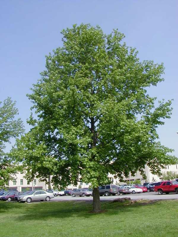 large shade tree (native) height at maturity: 50-80 feet spread at maturity: 50-80 feet growth rate: slow-medium light requirement: full sun characteristics: gumball fruits in