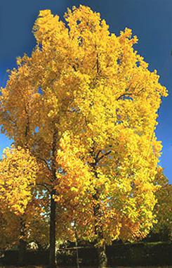 large shade tree (native) height at maturity: 70-90 feet spread at maturity: 35-50 feet growth rate: fast light requirement: sun or shade soil: moist characteristics: large, 3-8 inch long, semi-star