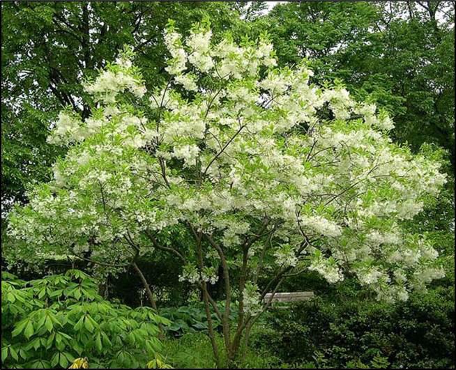 small flowering tree (native) height at maturity: 12-20 feet spread at maturity: 12-20 feet growth rate: fast light requirement: full/partial sun characteristics: