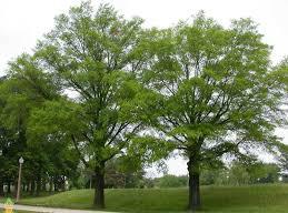 large shade tree (native) height at maturity: 40-60 feet spread at maturity: 30-40 feet growth rate: medium light requirement: full sun soil: moist, acidic soil seasonal interest: Features