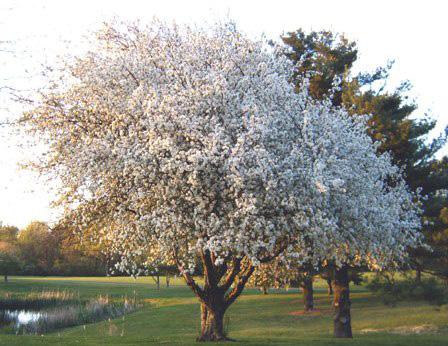 fruit tree height at maturity: 50-80 feet spread at maturity: 50-80 feet growth rate: medium light requirement: full/partial sun