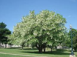 medium flowering tree (native) height at maturity: 30-50 feet spread at maturity: 40-55 feet growth rate: slow-medium light requirement: full sun soil: medium moisture, well-drained soil yellowwood
