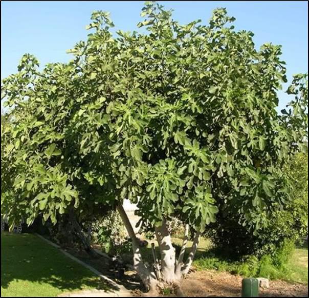 fruit tree height at maturity: 20-30 feet spread at maturity: 10-30 feet growth rate: medium light
