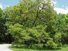 large shade tree (native) height at maturity: 60-80 feet spread at maturity: 40-55 feet growth rate: slow-medium light requirement: full sun characteristics: greenish-white flowers appear
