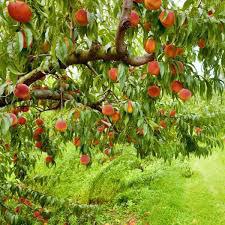 fruit tree height at maturity: 10-14 feet spread at maturity: 8-12 feet growth rate: medium light requirement: full/partial
