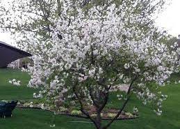 fruit and small flowering tree height at maturity: 15-20 feet spread at maturity: 15-20 feet growth rate: medium light requirement: full sun soil: well-drained loamy soil