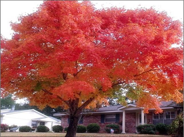 large shade tree (native) height at maturity: 50-80 feet spread at maturity: 50-80 feet growth rate: slow-medium light requirement: full sun seasonal interest: Red flowers before leaves appear