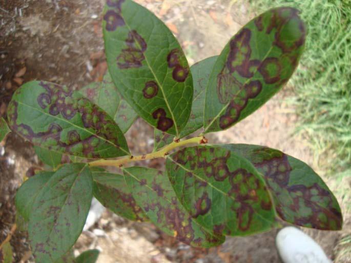 Diseases to be Targeted in B-CPN Blueberry, Cranberry Aphid vectors: BlScV, BSSV, BRRSV, BLMV Nematode