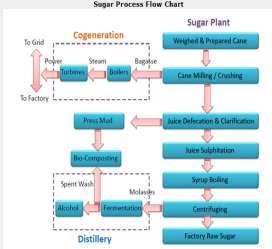 Seasonal Commodity Insight Page 4 of 13 Sugar Manufacturing Process Around 80 per cent of all sugar is derived from sugarcane a tall bamboo - like grass that grows to a height of 6 m (20 ft) and is