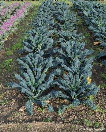 cabbage, bush kale, perennial kale, perpetual kale, thousand-head kale Savoy cabbage borecole; curled kitchen kale, curly kale, Scotch kale,ornamental