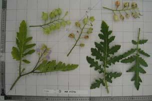 ANNEX I GEVES DUS Expériences NEW Species Solanum sisymbriifollium Lam.