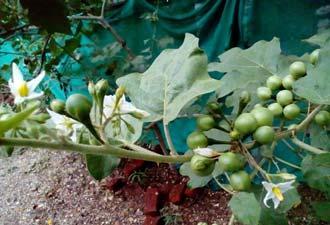ANNEX II GEVES DUS Expériences NEW Species Solanum torvum Sw.