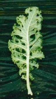 Annex III, page 2 New type of Kale Variety in Japan Useful characteristics for describe PURPLE VARIE 1 Variegation of leaf 2 Incision of margin(development of lobes) of leaf Purple Varie Kitchen Red