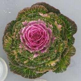 Habotan(Traditional Ornamental Kale) National TG had been developed in 1981. 27 varieties had been registered till the end of 2017.