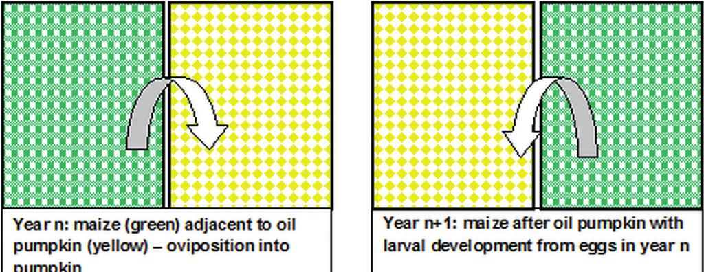 3. Results and discussion The results of the soil samples taken in 2011 (see Table 1) showed that the number of eggs detected was tenfold higher in maize fields compared to the adjacent oil pumpkin