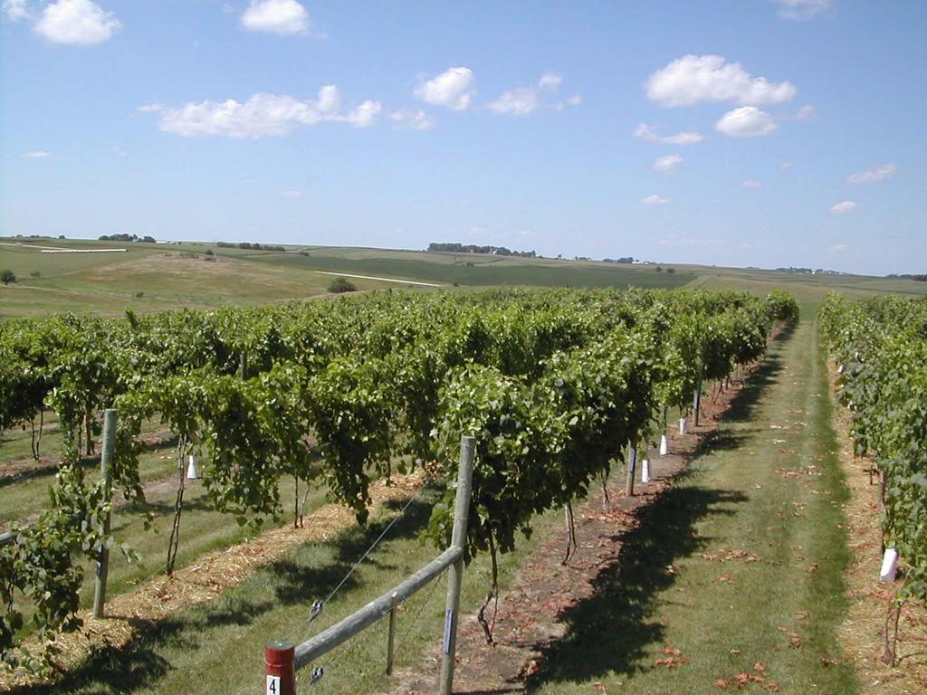 ISU Armstrong R&D Farm Vineyard Elevation: Reduces the risk of spring & fall frosts. Extends the growing season.