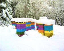 Wintering your hives Sooner or later winter will be setting in and it will be getting cold in many parts of Victoria.