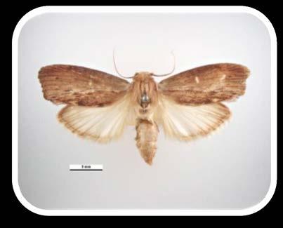 Wax Moth Wax moth is a pest we will all encounter in beekeeping.