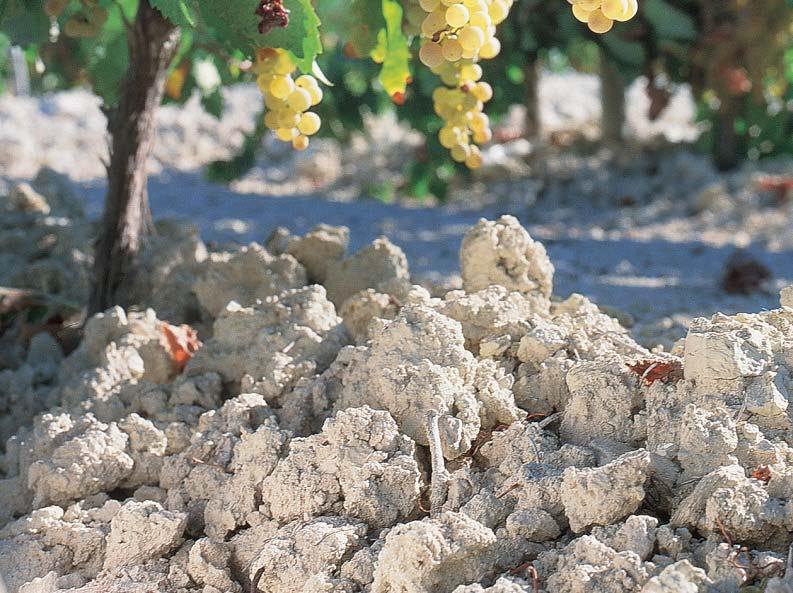 ALBARIZA This soil typical to Jerez gives our wines life and their unique personality Albariza contains up to 60% chalk and therefore has a large capacity for maintaining moisture During the rainy