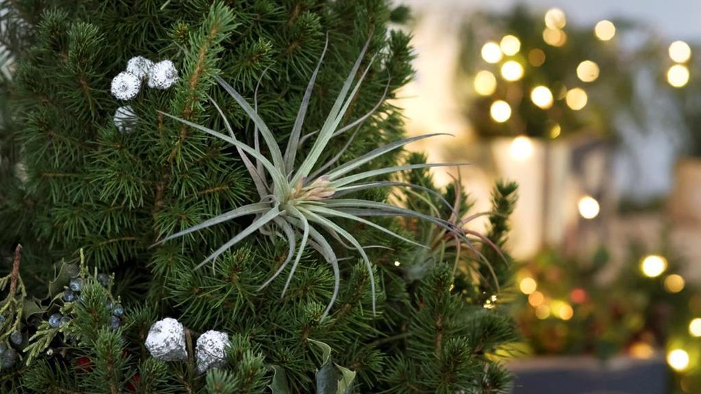 Catch a Ticket Lunch & Learn: Holiday Home Decor with Plants Wednesday, December 13, 2017 12pm-1pm Included in