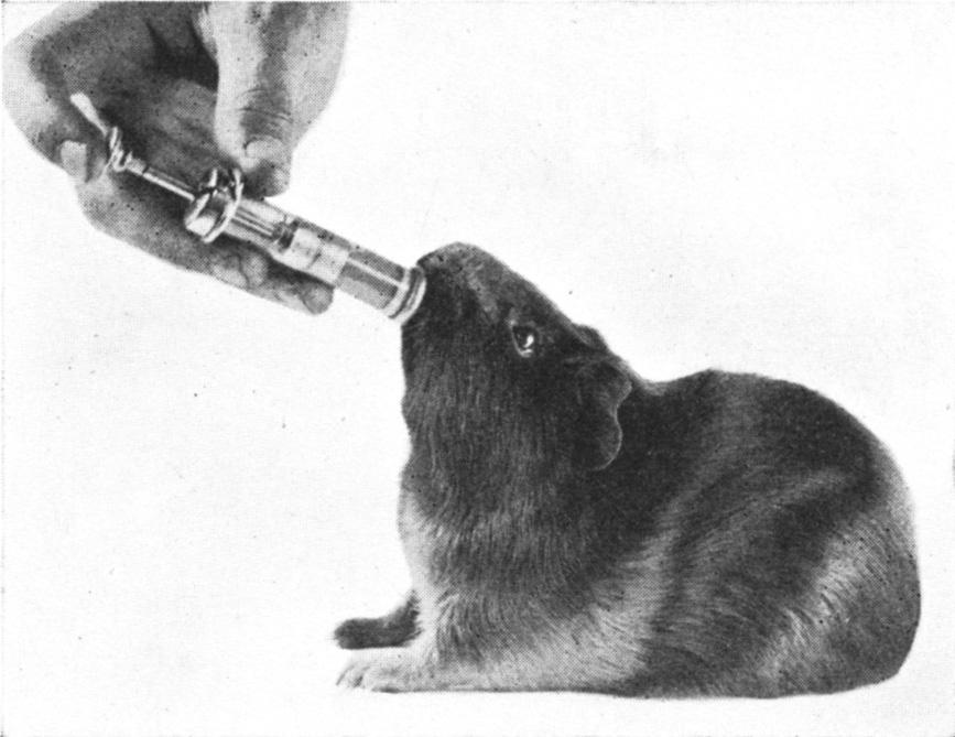 May, 19251 Goss: Antiscorbutic Value of Orange Juice 17 In all experiments normal, healthy guinea-pigs were used, ranging in weight from 400 to 800 grams.