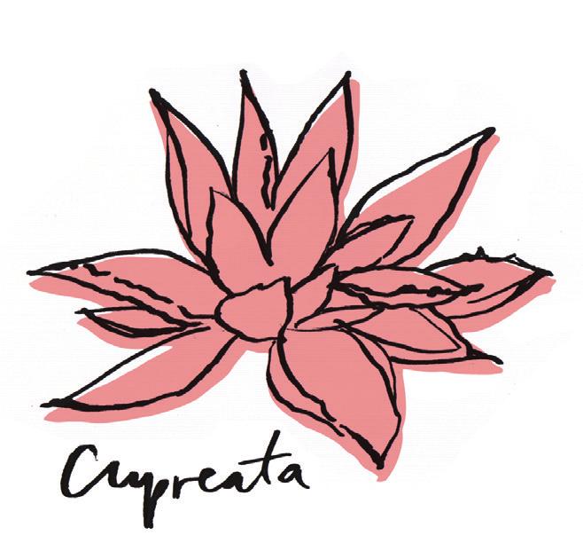 CUPREATA Most mezcal on the market comes from the state of Oaxaca. We are pleased to offer wild Cupreata from the states of Guerrero and Michoacán! Cupreata takes from 7-15 years to mature.