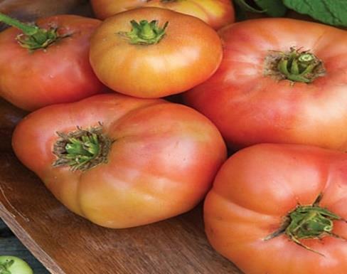 57 days. Brandywine Heirloom/Beefsteak Tomatoes The heirloom tomato standard.