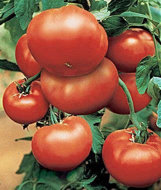 Patio Patio Tomatoes Perfect for containers or limited space! Stout and strong, the potato leafed vines are extremely compact.