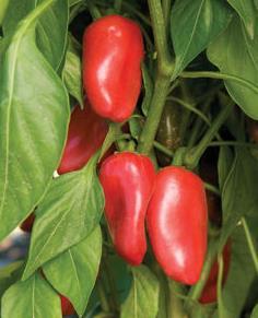 Maturing from light-green to golden-yellow, the peppers grow on 22-26" sturdy, upright plants that set continuously.