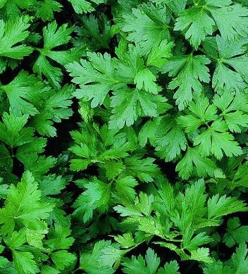 Italian Flat Leaf Parsley Herbs Parsley, Rosemary, Thyme Most Flavorful Parsley! This parsley has flat leaves, which distinguish it from the better-known curly-leafed parsley.