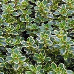 Archer s Gold Thyme Golden Variegated Thyme A must-have for every kitchen and herb garden.
