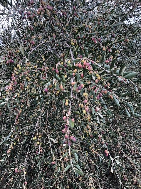 For the last two years, the olive trees have yielded so well, that we have been forced to let olives rot: as there is not
