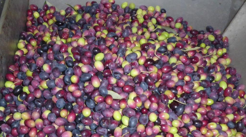 Nov 14: Empeltre olives, direct from the field to the olive mill hopper Thank you for your time and consideration in moving SB390