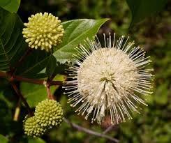 Buttonbush Cephalanthus occidentalis Height: 6-12 Spread: