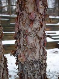 River Birch Betula nigra Height: 40-70 Spread: 40-60 Sun: Full