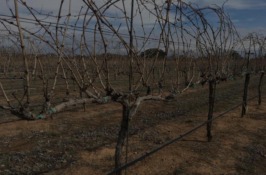 Tempranillo Characteristics- My Experiences Spanish Icon-first Texas plantings early 2000 s Medium early bud break Vigorous grower: Long internodes, challenge to train