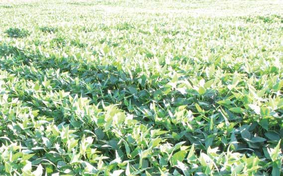 SOYBEANSIowa Research conducted at Boone, Iowa, is evaluating the effects of 25, 50, 75, and 100 percent defoliation at the R4 and R5 soybean growth stages.