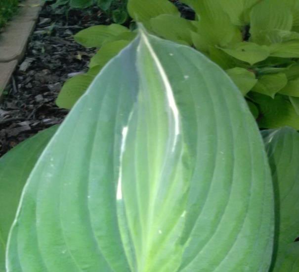 (Aureomarginata on left) Medio variegation leaves have a