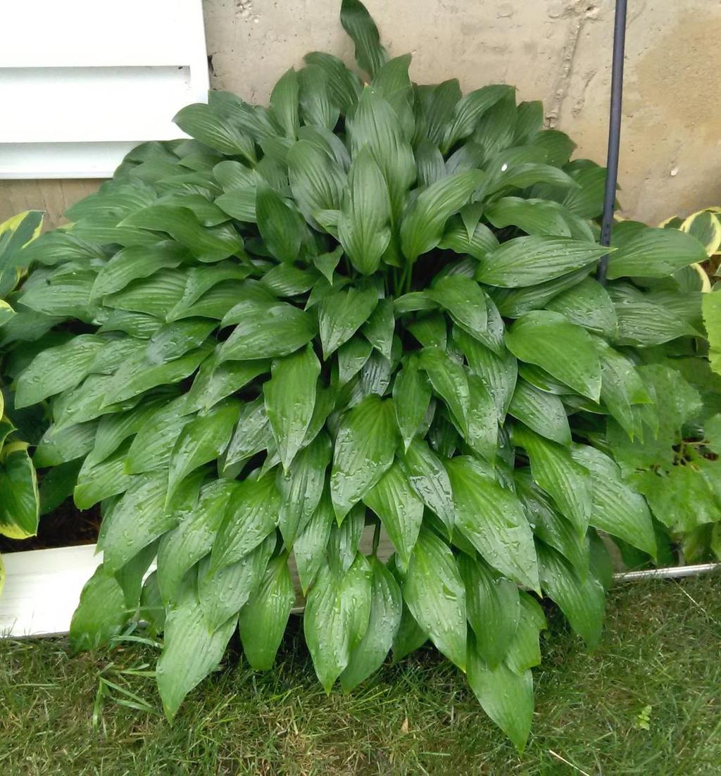 H. lancifolia Leaf size Small Clump size 1 1/2 h x 3 w Nice tight mounding shape, great