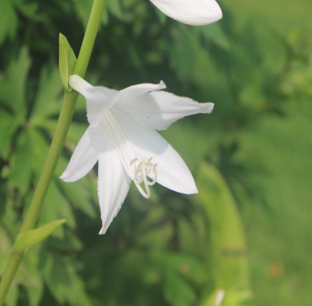 undulate edges, 8-9 vp Large white flowers, very