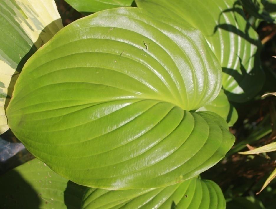 H. plantaginea (August Lily) Leaf size Medium/Large