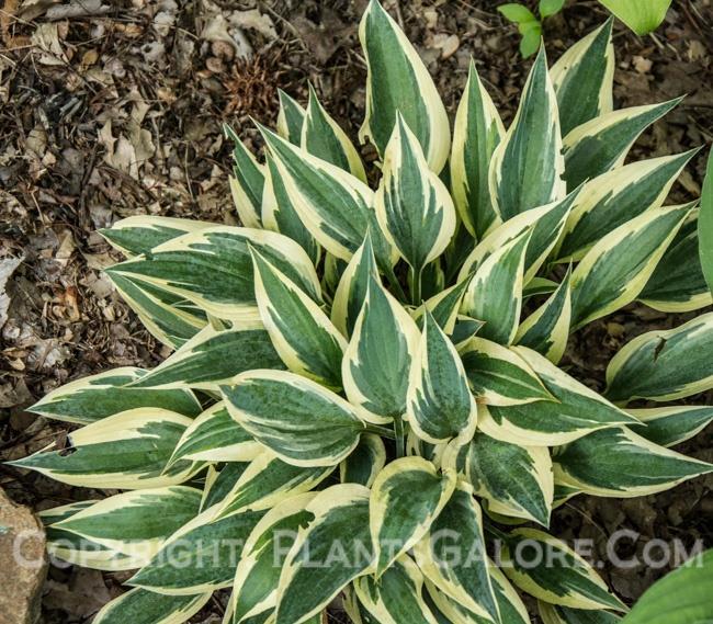 H. Virginia Reel Leaf size small Clump size 8 h x 1 w Lance shaped leaves w/ creamy white margin form a pinwheel.
