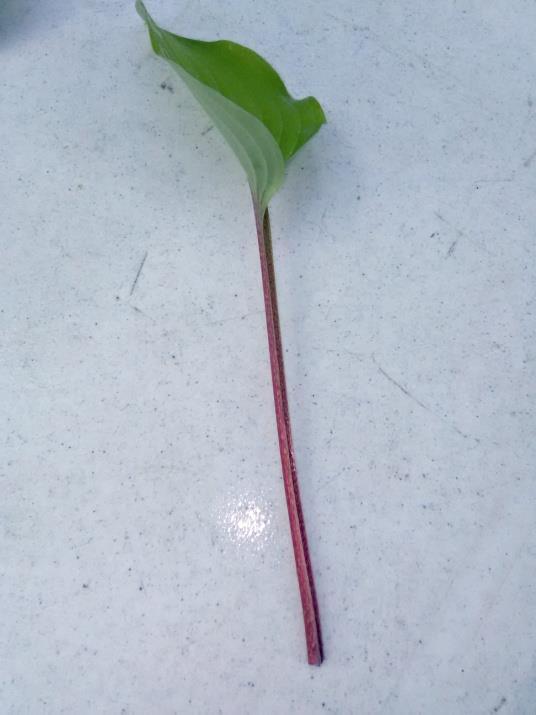 H. Fire Island Leaf Size