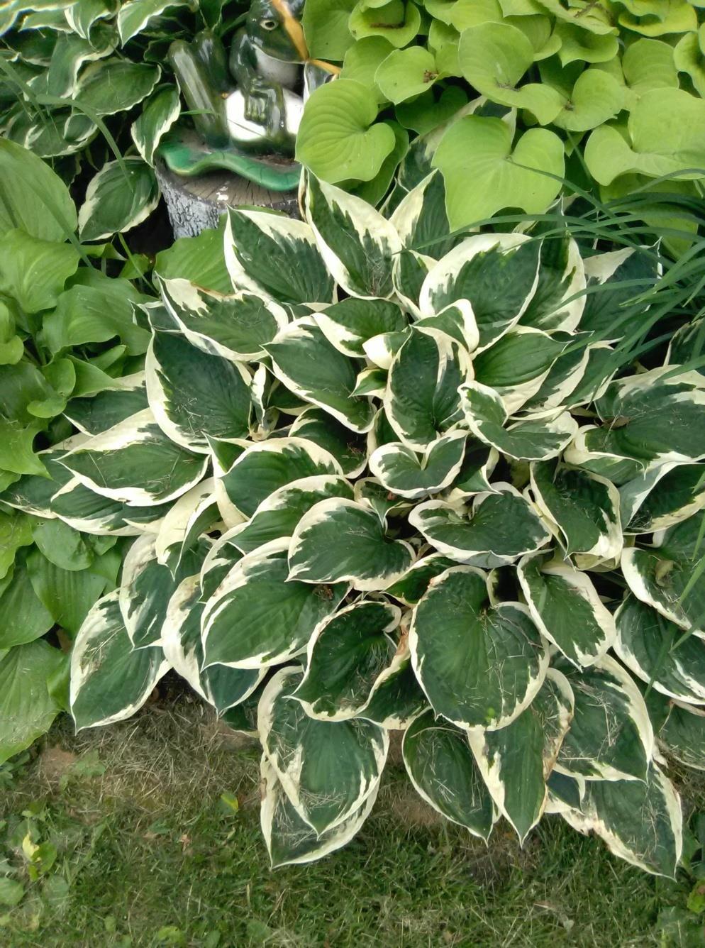 H. Patriot Leaf Size Medium to large Clump size 2 h x 4 ½ w Leaf edges get whiter as