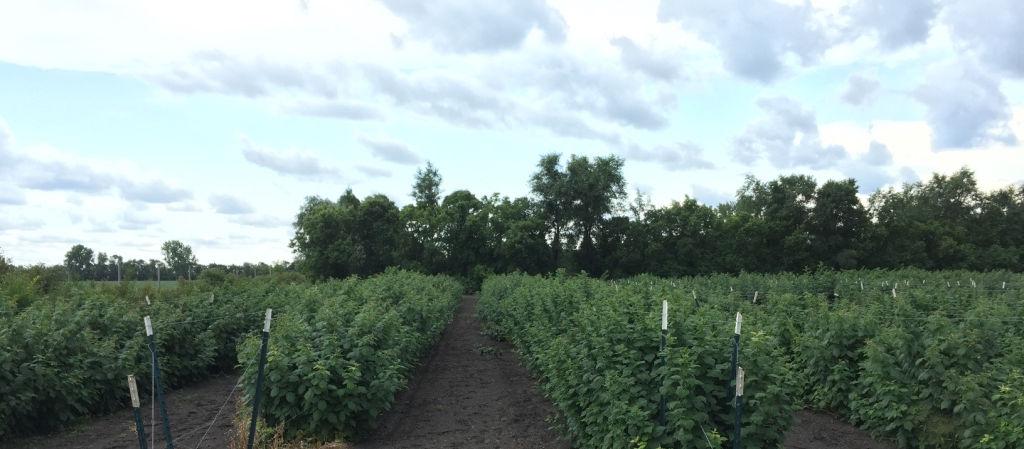 Characteristics of raspberry Characteristics of raspberry Raspberries like cool summer and moderate winter. o Some raspberry cultivars are hardy in zone -4.