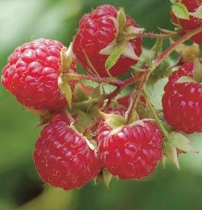 Raspberry cultivars suggested for ND