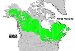 Black Spruce Range Northern and Northeastern parts of the United States