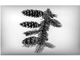 Spruce Pinaceae Picea
